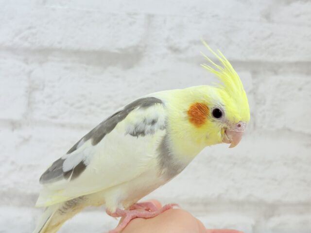 オカメインコ