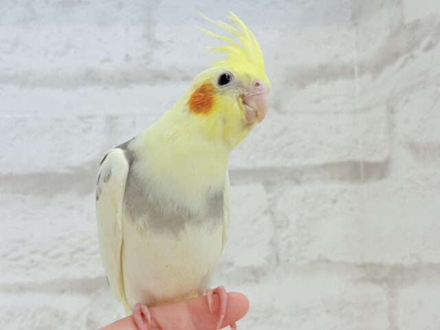 オカメインコ