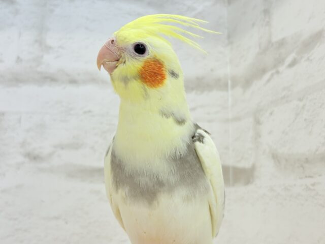 オカメインコ