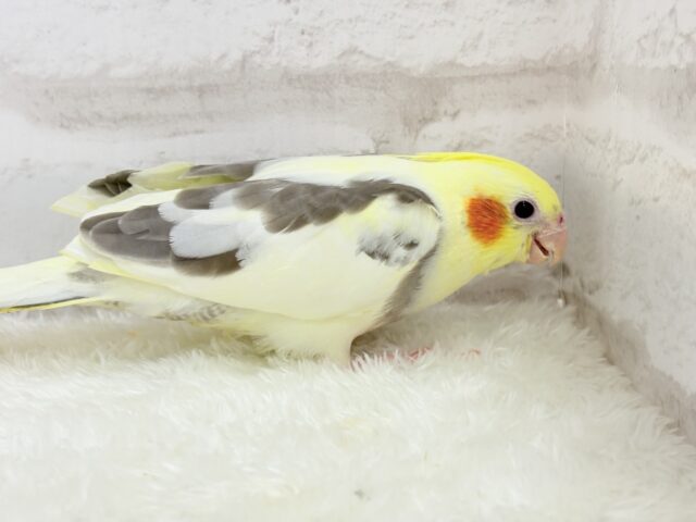 オカメインコ