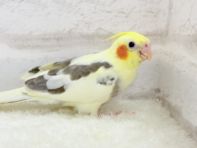 オカメインコ