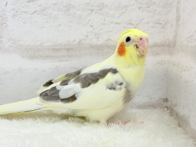 オカメインコ