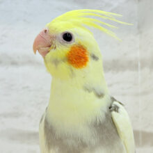 【最新画像・動画更新🪄】可愛い顔したちびっ子怪獣🐣🍬オカメインコ(パイド) ヒナ