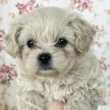 元気いっぱいかまちょくん♡ハーフ犬（父Ｌチワワ×母トイプードル）2025年3月21日生まれ　男の子
