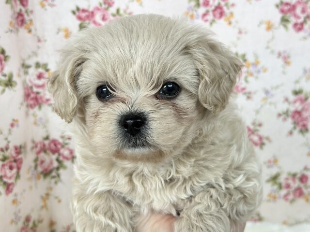 元気いっぱいかまちょくん♡ハーフ犬（父Ｌチワワ×母トイプードル）2025年3月21日生まれ　男の子