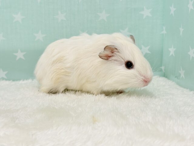 アビシニアンモルモット