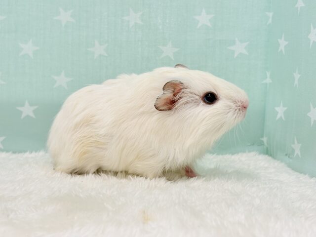 アビシニアンモルモット