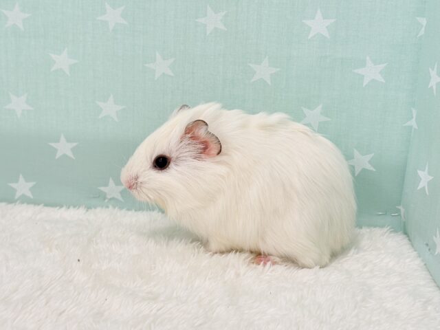 アビシニアンモルモット