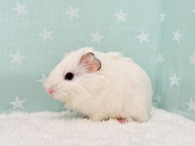 アビシニアンモルモット