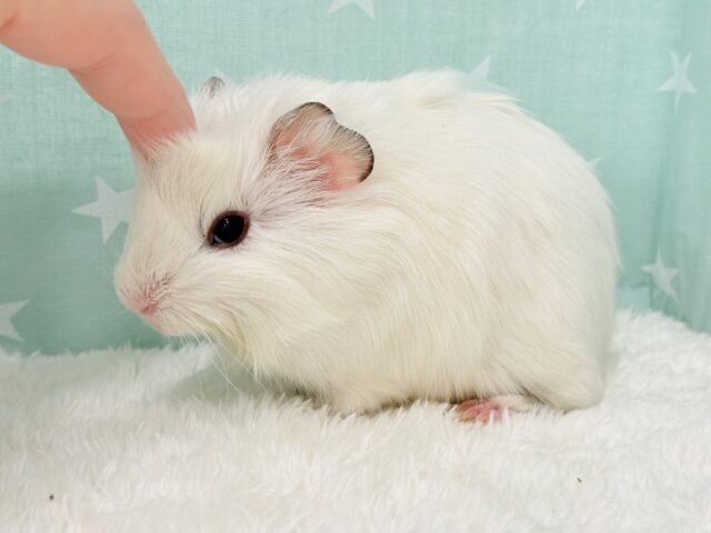 アビシニアンモルモット