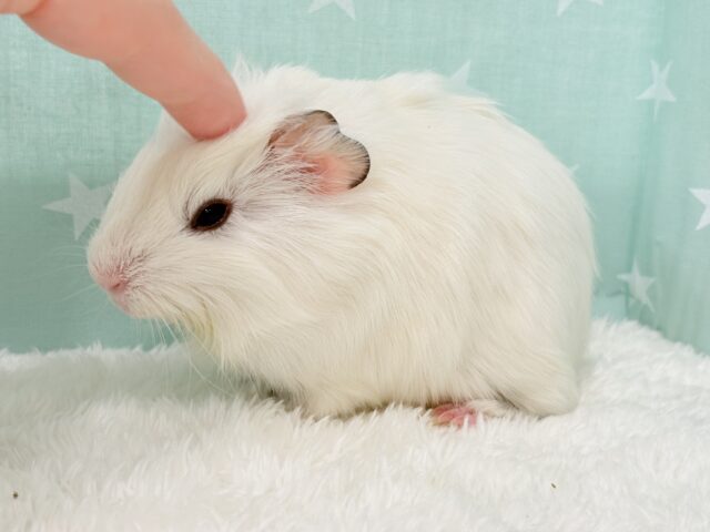 アビシニアンモルモット