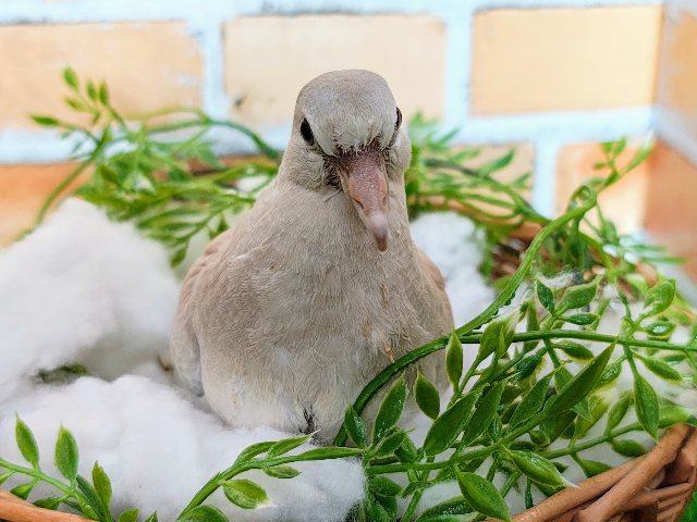 ジュズカケバト