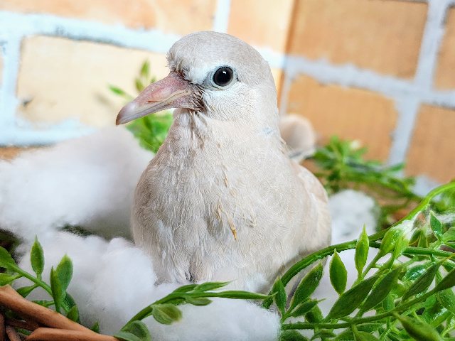 人気が止まらない♡ジュズカケバトのヒナ入荷しました❤️