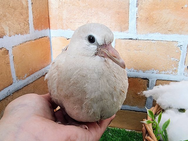 ジュズカケバト