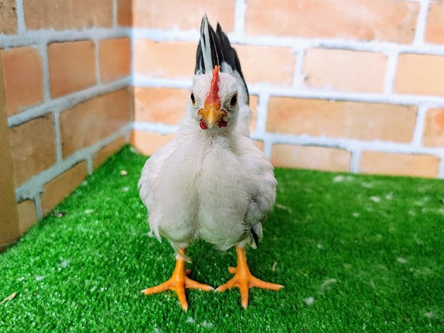 セラマ