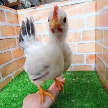 こんな所で寝ちゃうなんて♡♡再たびやってきてくれましたセラマ🐔