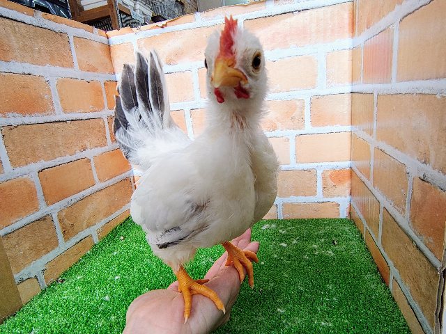 こんな所で寝ちゃうなんて♡♡再たびやってきてくれましたセラマ🐔