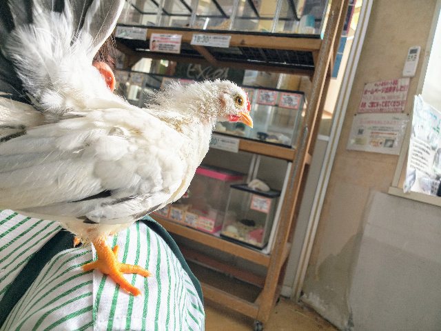 セラマ
