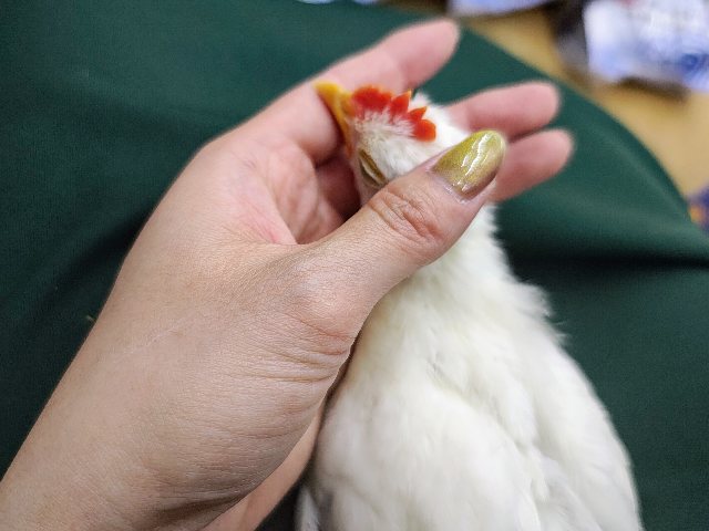 セラマ