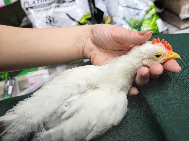セラマ