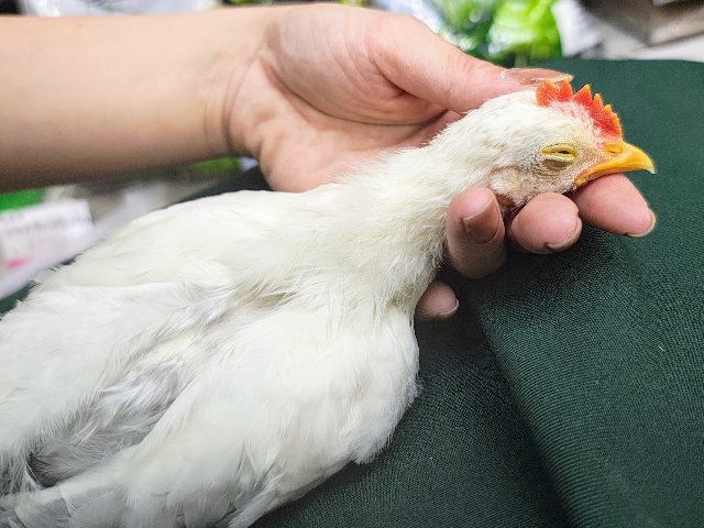 セラマ