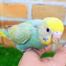 Beautiful Rainbow🌈 セキセイインコのヒナ(パステルレインボースパングル)入荷しました❤️