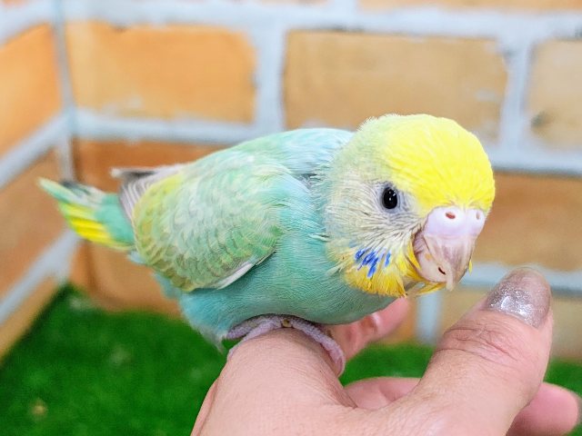 Beautiful Rainbow🌈 セキセイインコのヒナ(パステルレインボースパングル)入荷しました❤️