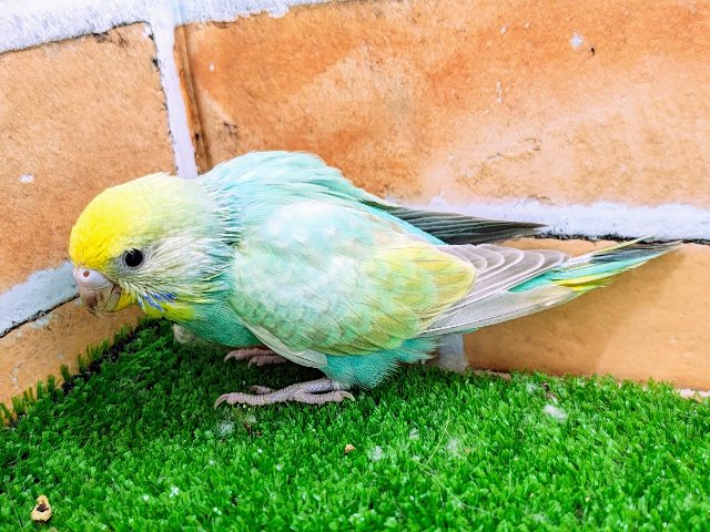 セキセイインコ