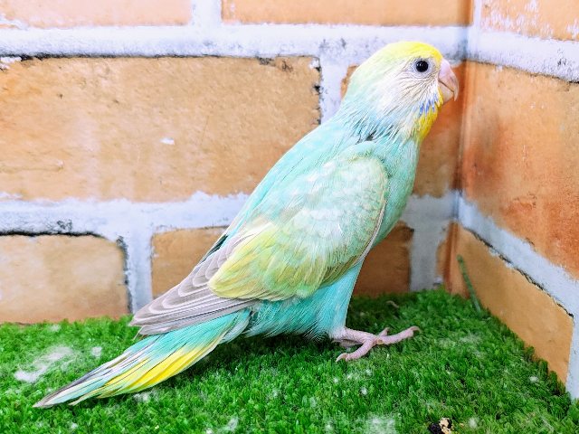 セキセイインコ