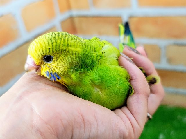 セキセイインコ