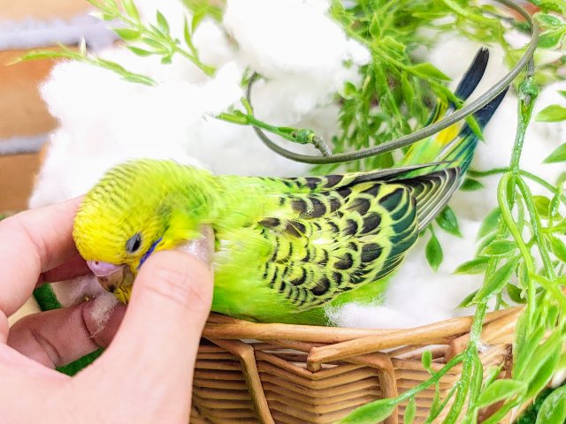 セキセイインコ