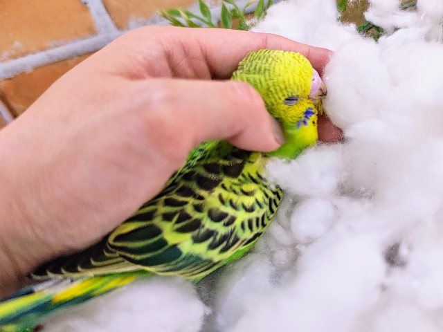 セキセイインコ