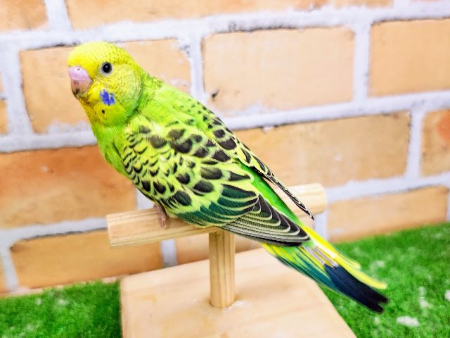 セキセイインコ