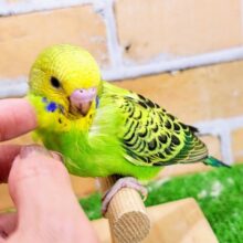 慣れそうだよ〜︎︎👍セキセイインコのヒナ(グリーンオパーリン)入荷しました❤️
