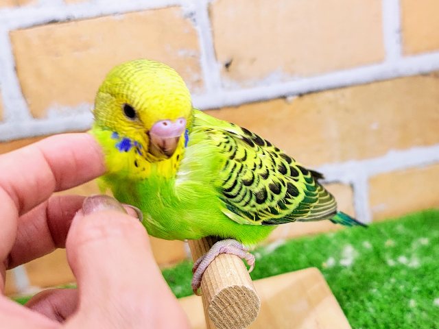 慣れそうだよ〜︎︎👍セキセイインコのヒナ(グリーンオパーリン)入荷しました❤️