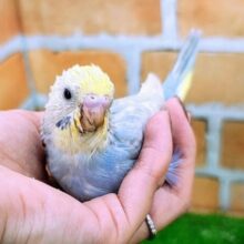 ブルー系で鮮やか💙セキセイインコのヒナ(パステルレインボースパングル)入荷しました❤️