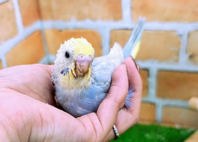 ブルー系で鮮やか💙セキセイインコのヒナ(パステルレインボースパングル)入荷しました❤️
