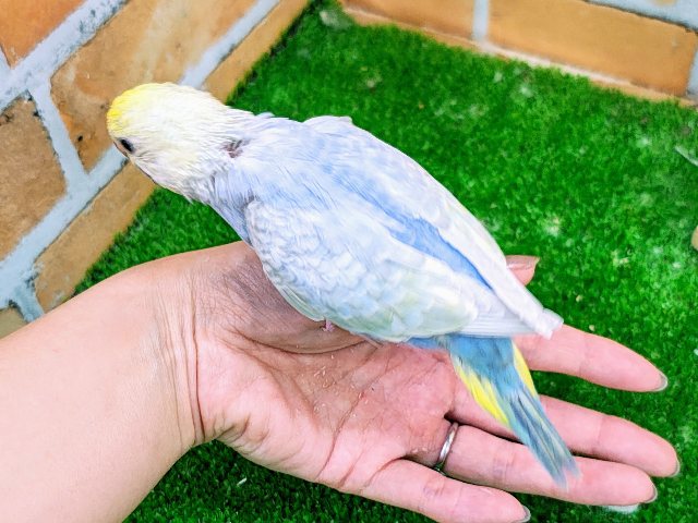 セキセイインコ