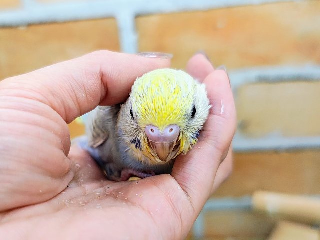 セキセイインコ