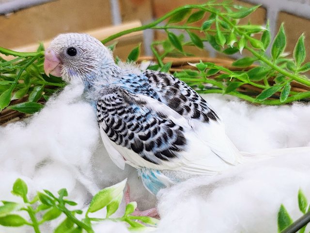 セキセイインコ