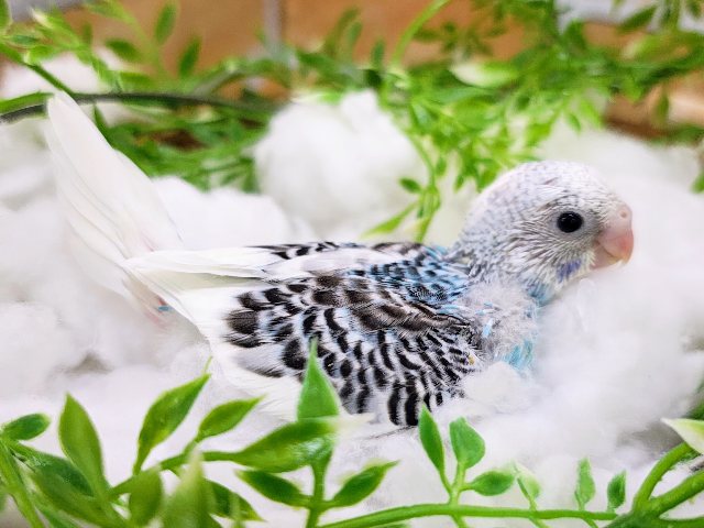 セキセイインコ