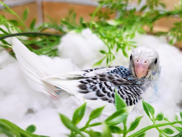 セキセイインコ