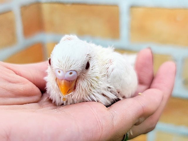 美白セキセイ‎🤍セキセイインコのヒナ(アルビノ)入荷しました❤️