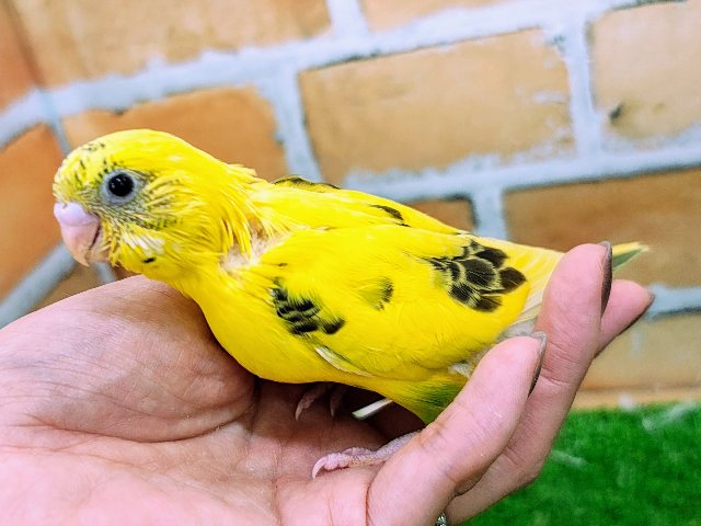 セキセイインコ