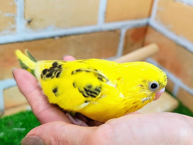 セキセイインコ