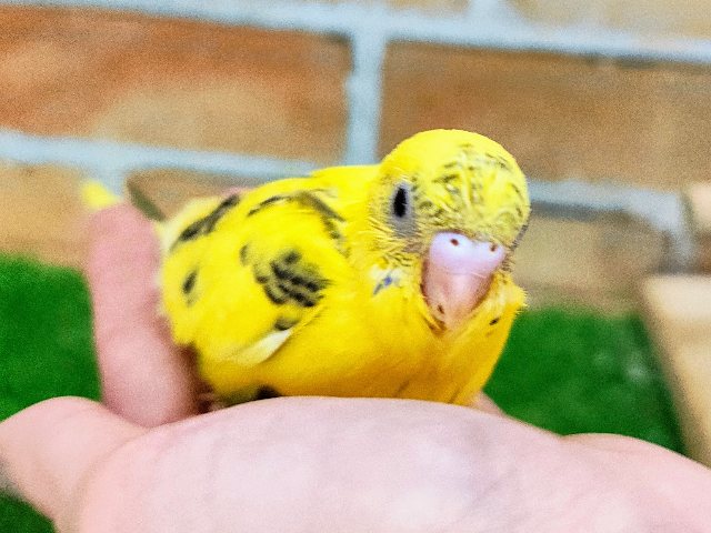 セキセイインコ