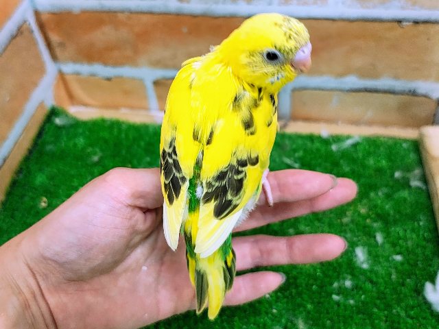セキセイインコ