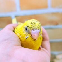 唯一無二✨セキセイインコのヒナ(黄 ハルクイン)入荷しました❤️