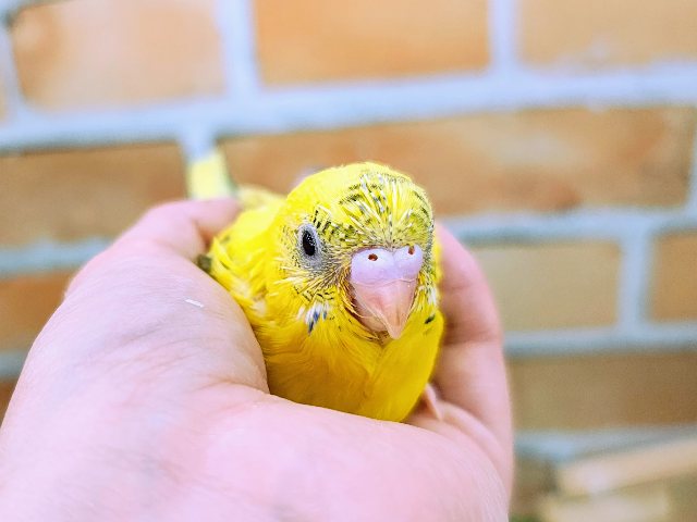 唯一無二✨セキセイインコのヒナ(黄 ハルクイン)入荷しました❤️