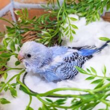幸せの青い鳥🐦🩷セキセイインコのヒナ(ブルーオパーリン)入荷しました❤️